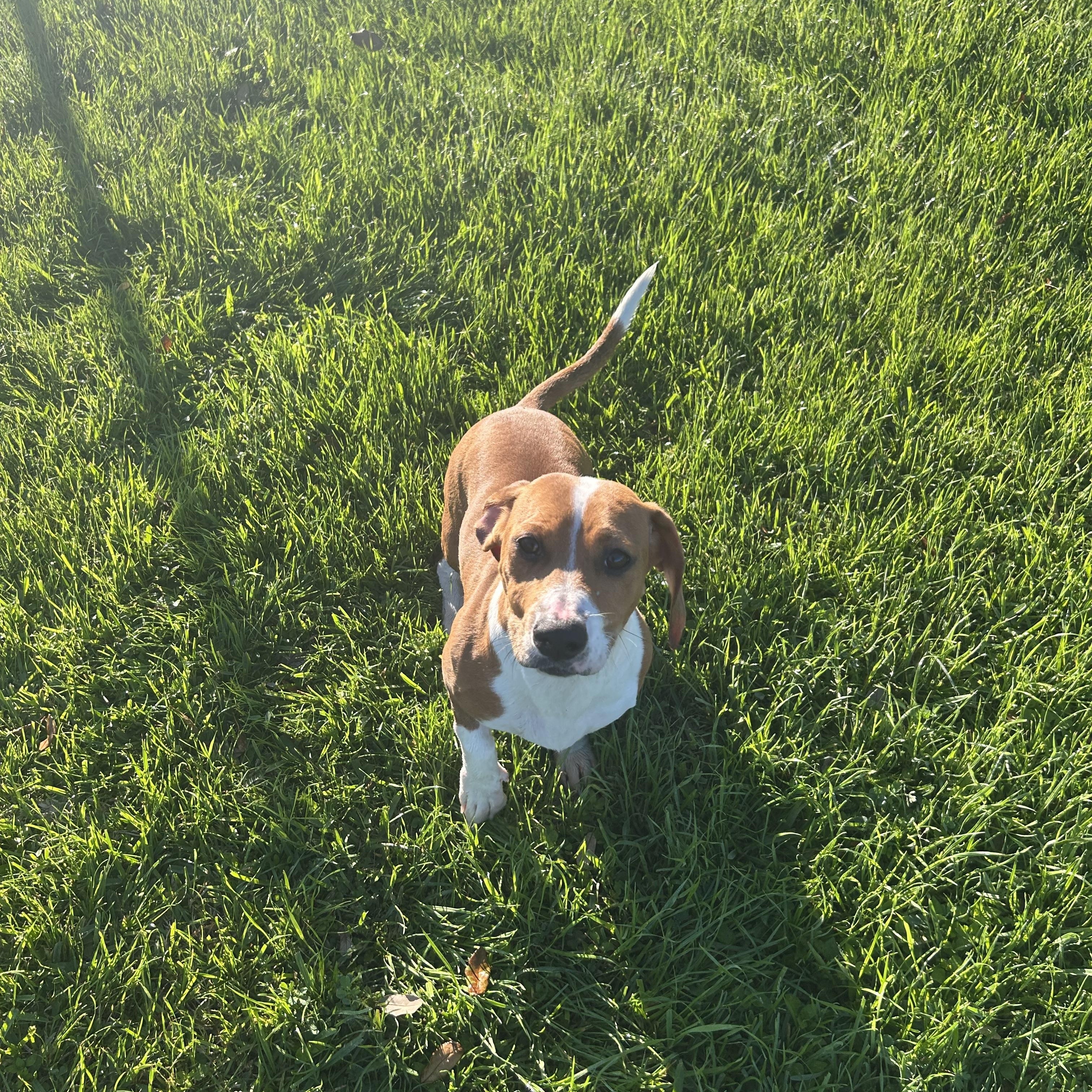 Enlarge Bagel, a ADOPTABLE mixed breed in Friendswood, TX image 1/2