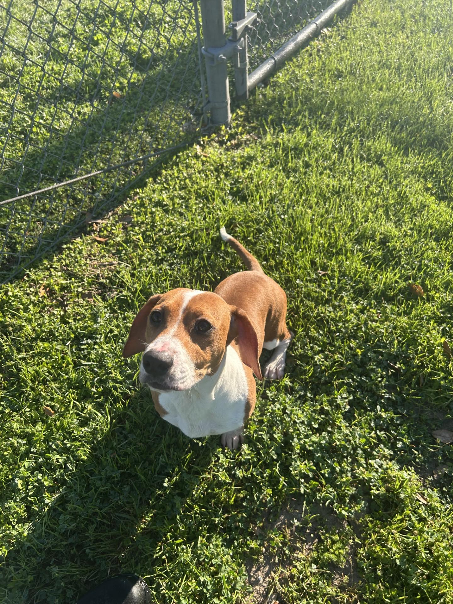 Enlarge Bagel, a ADOPTABLE mixed breed in Friendswood, TX image 2/2