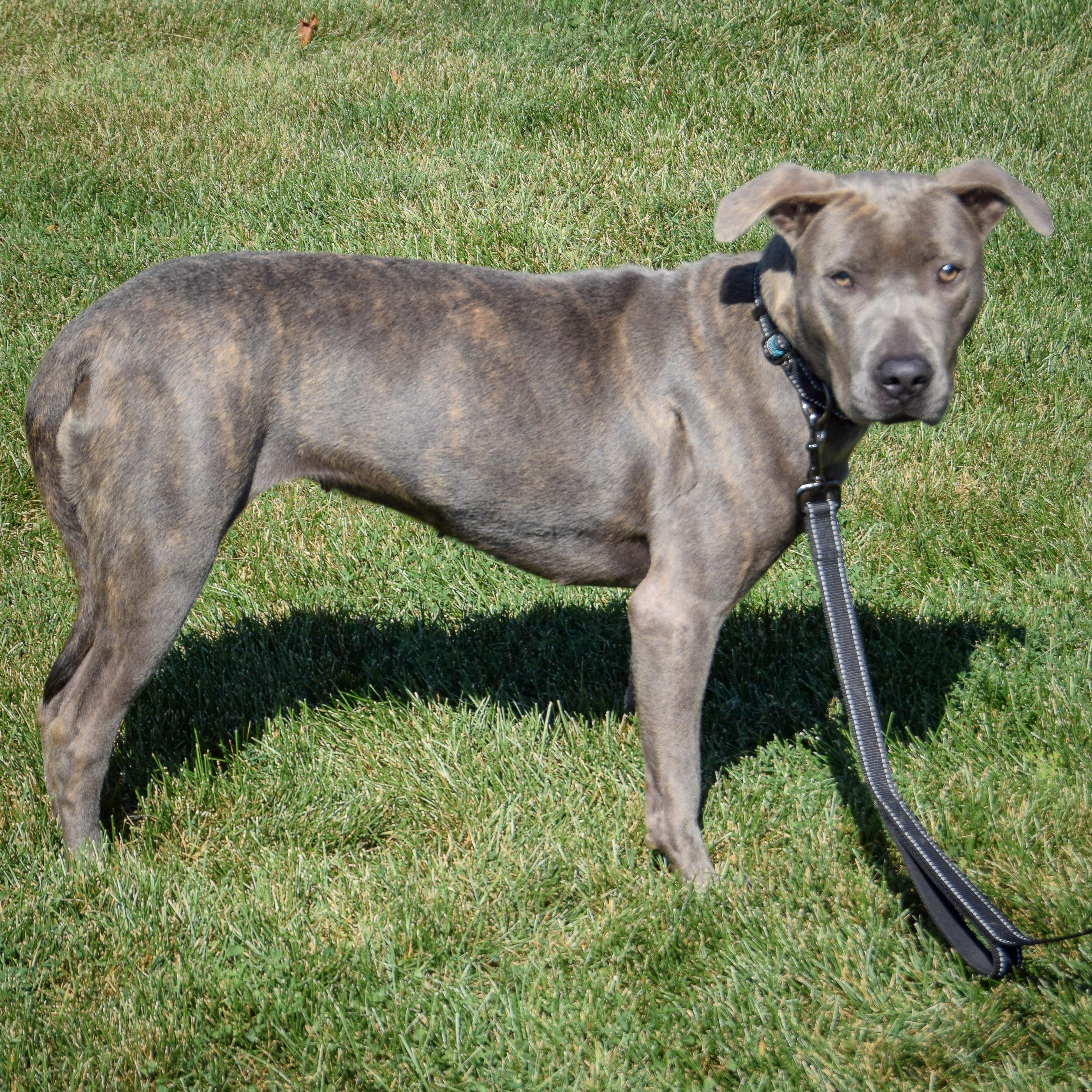 Brindi