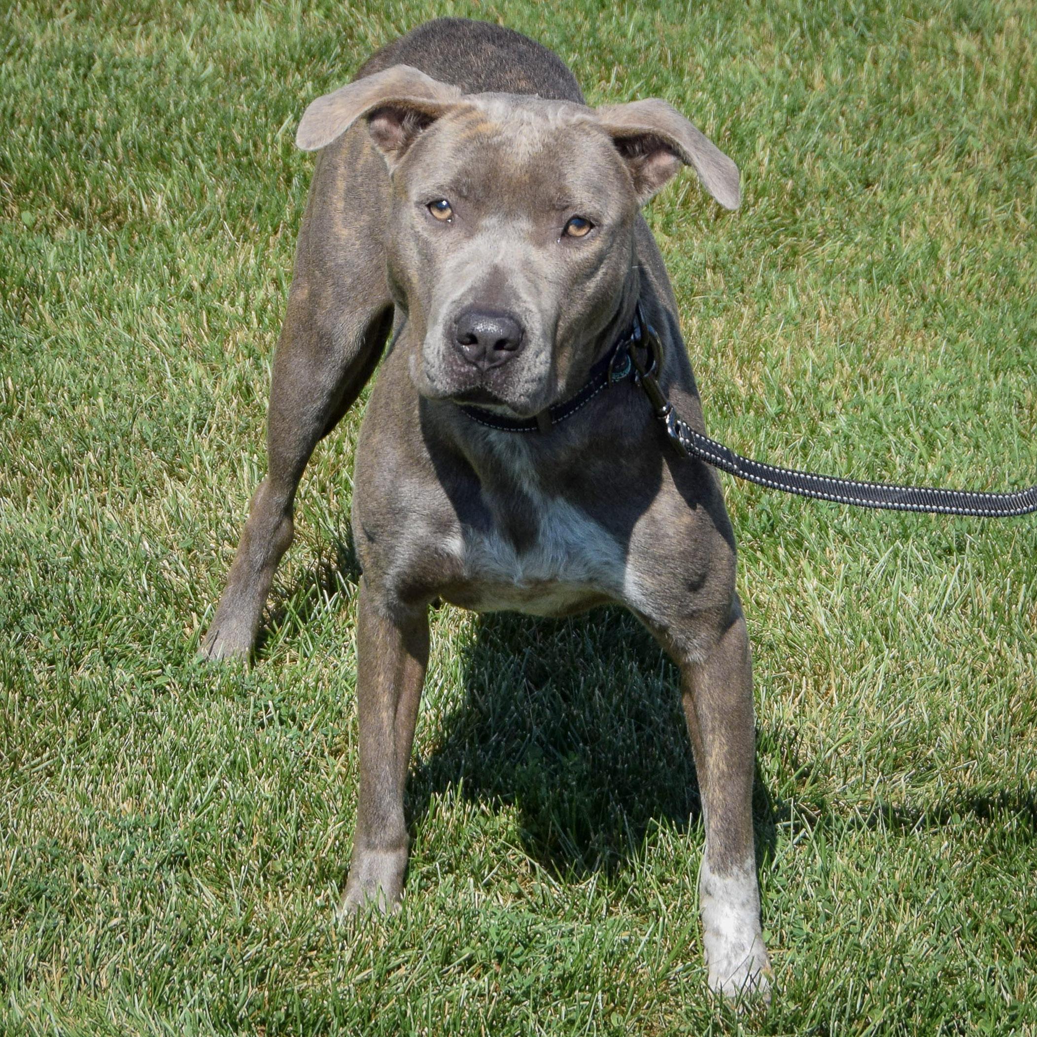 Brindi