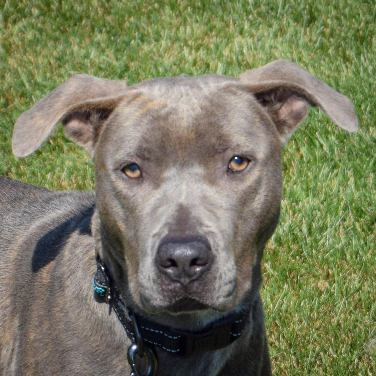Brindi