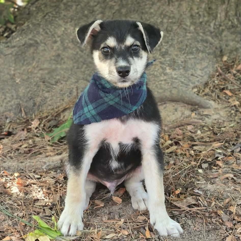 Gumdrop (The Koala Litter), Adopted, Puppy Male German Shepherd Dog & Husky.