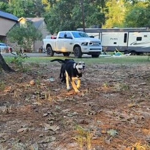 Enlarge Gumdrop (The Koala Litter), a Adopted mixed breed in Belton, TX image 5/5
