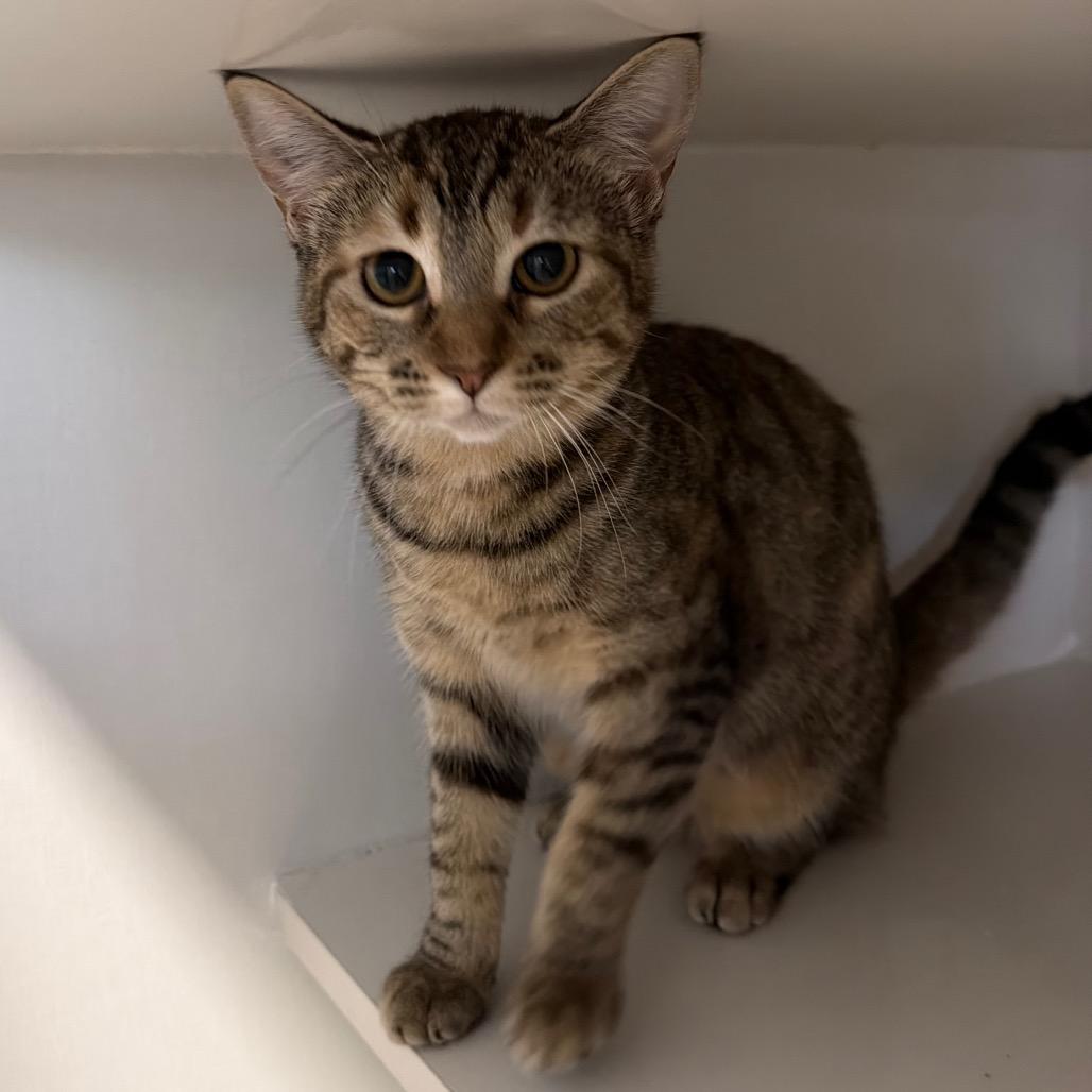 Squint, a Adoptable Domestic Short Hair in Floresville, TX image 1/2