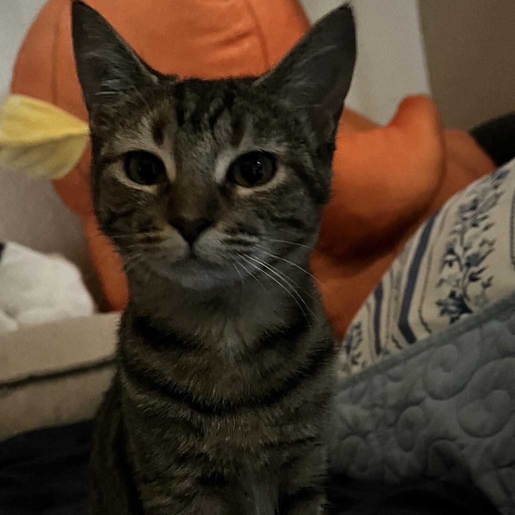 Squint, a Adoptable Domestic Short Hair in Floresville, TX image 2/2