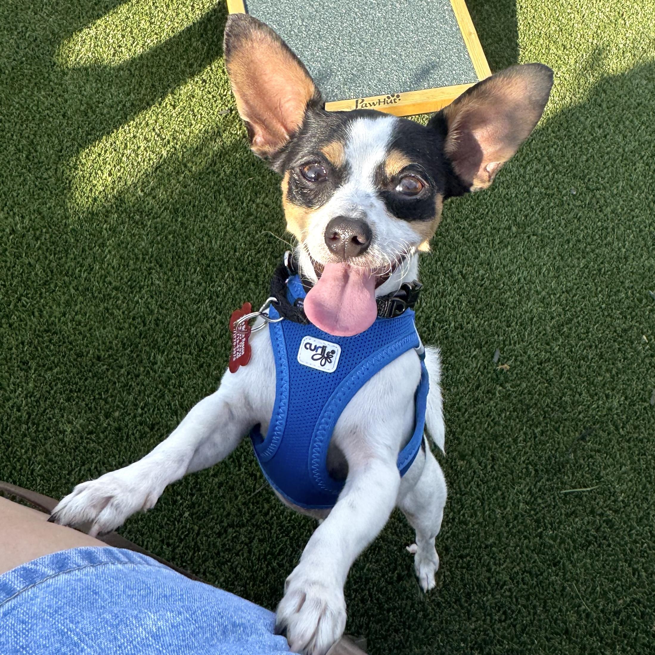 Lucky, Adoptable, Young Male Rat Terrier.
