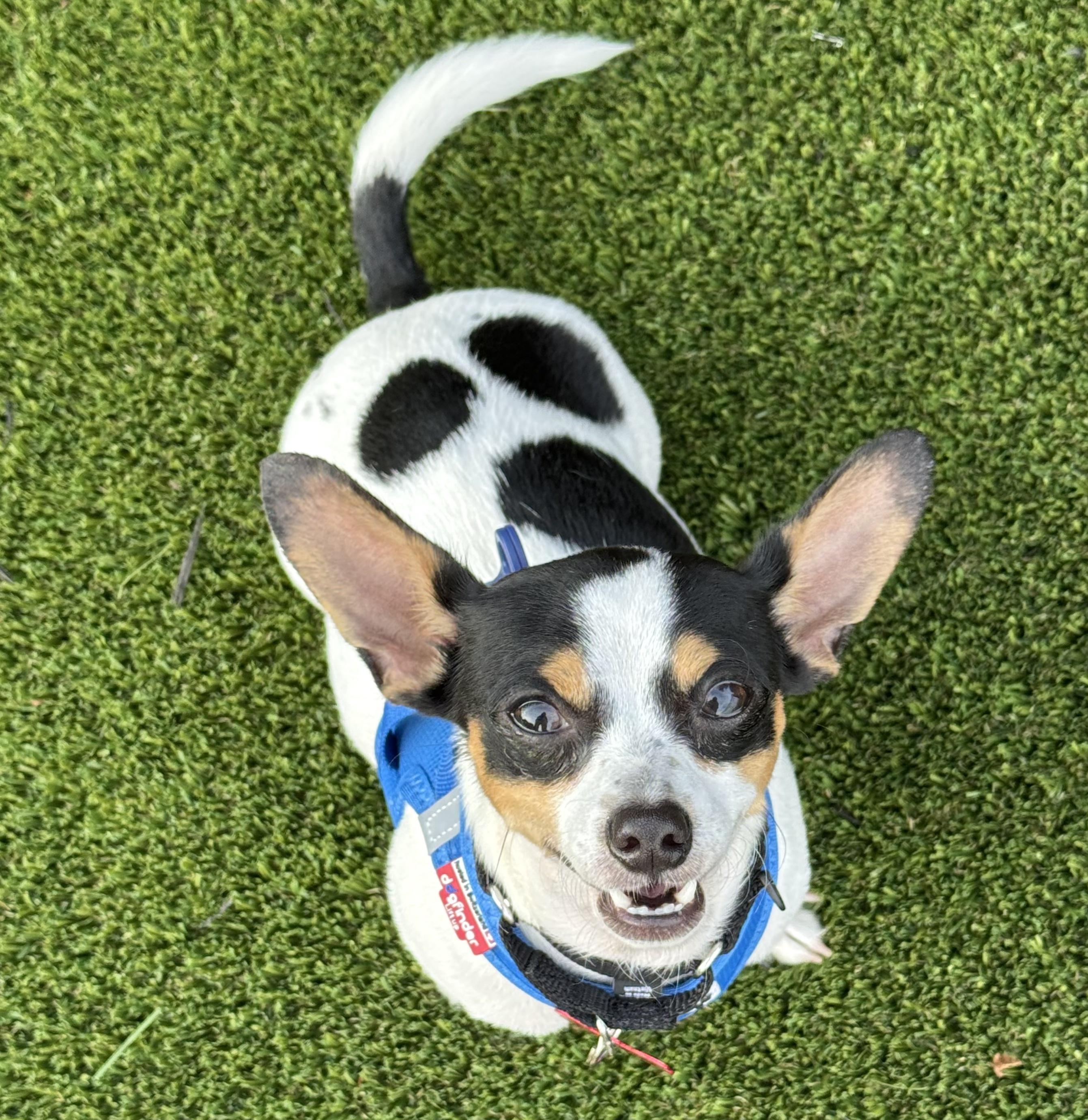 Enlarge Lucky, a Adoptable Rat Terrier in Brooklyn, NY image 2/4