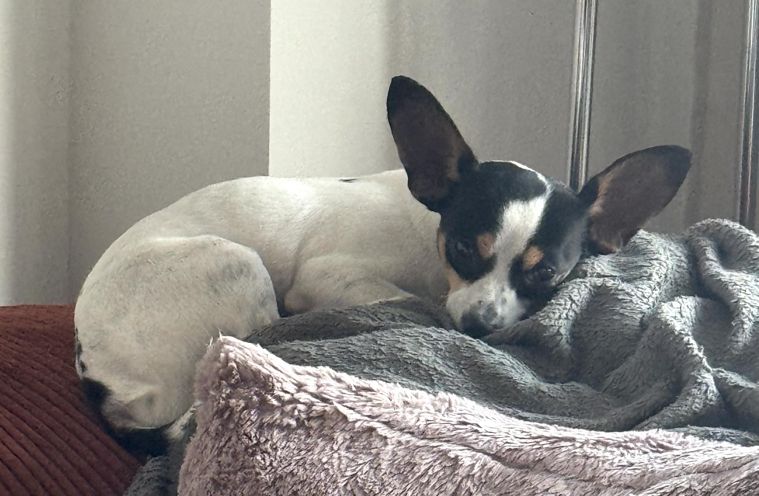 Enlarge Lucky, a Adoptable Rat Terrier in Brooklyn, NY image 3/4