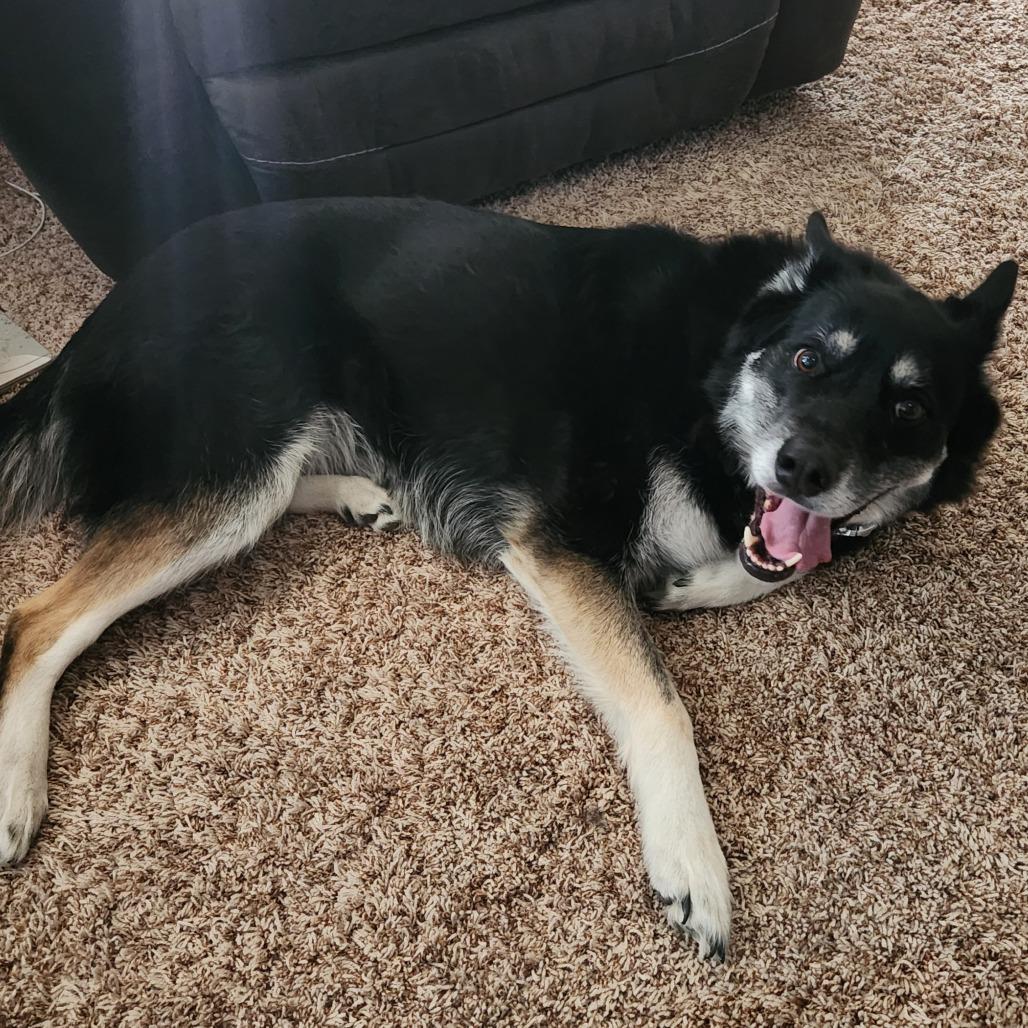 Bella *Courtesy Listing*, Adoptable, Adult Female German Shepherd Dog & Mixed Breed.