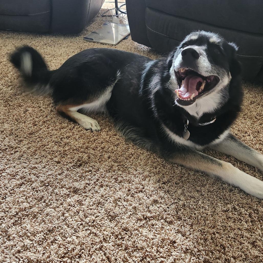 Enlarge Bella *Courtesy Listing*, a Adoptable mixed breed in Cartersville, GA image 2/4