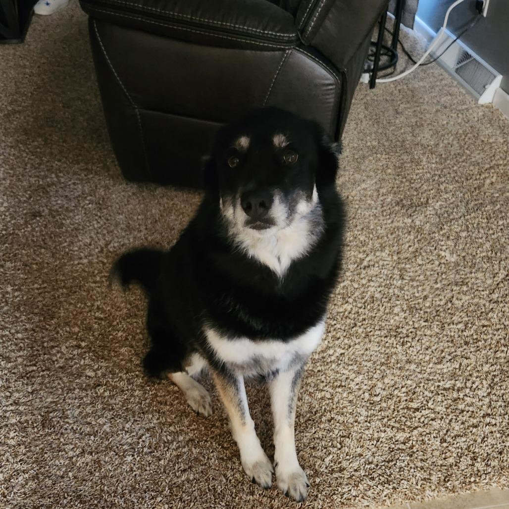 Enlarge Bella *Courtesy Listing*, a Adoptable mixed breed in Cartersville, GA image 3/4