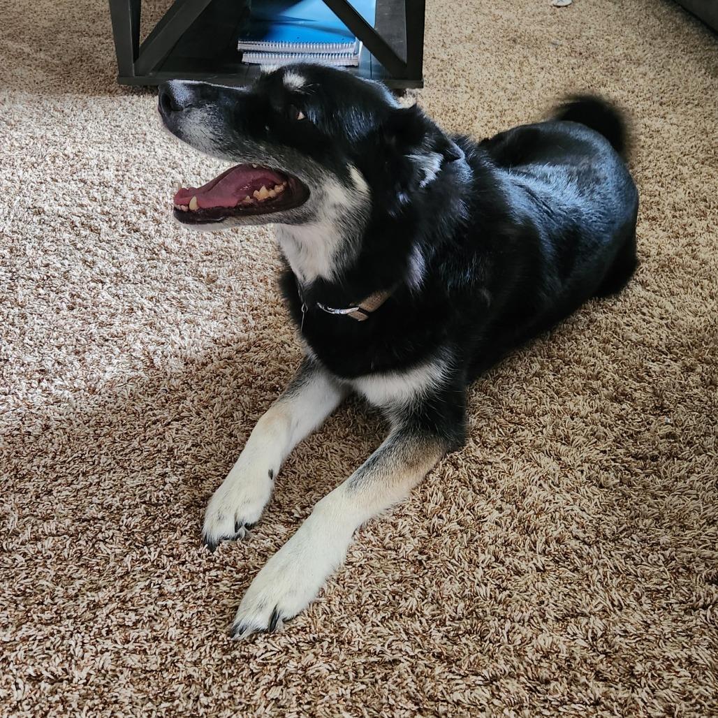 Enlarge Bella *Courtesy Listing*, a Adoptable mixed breed in Cartersville, GA image 4/4