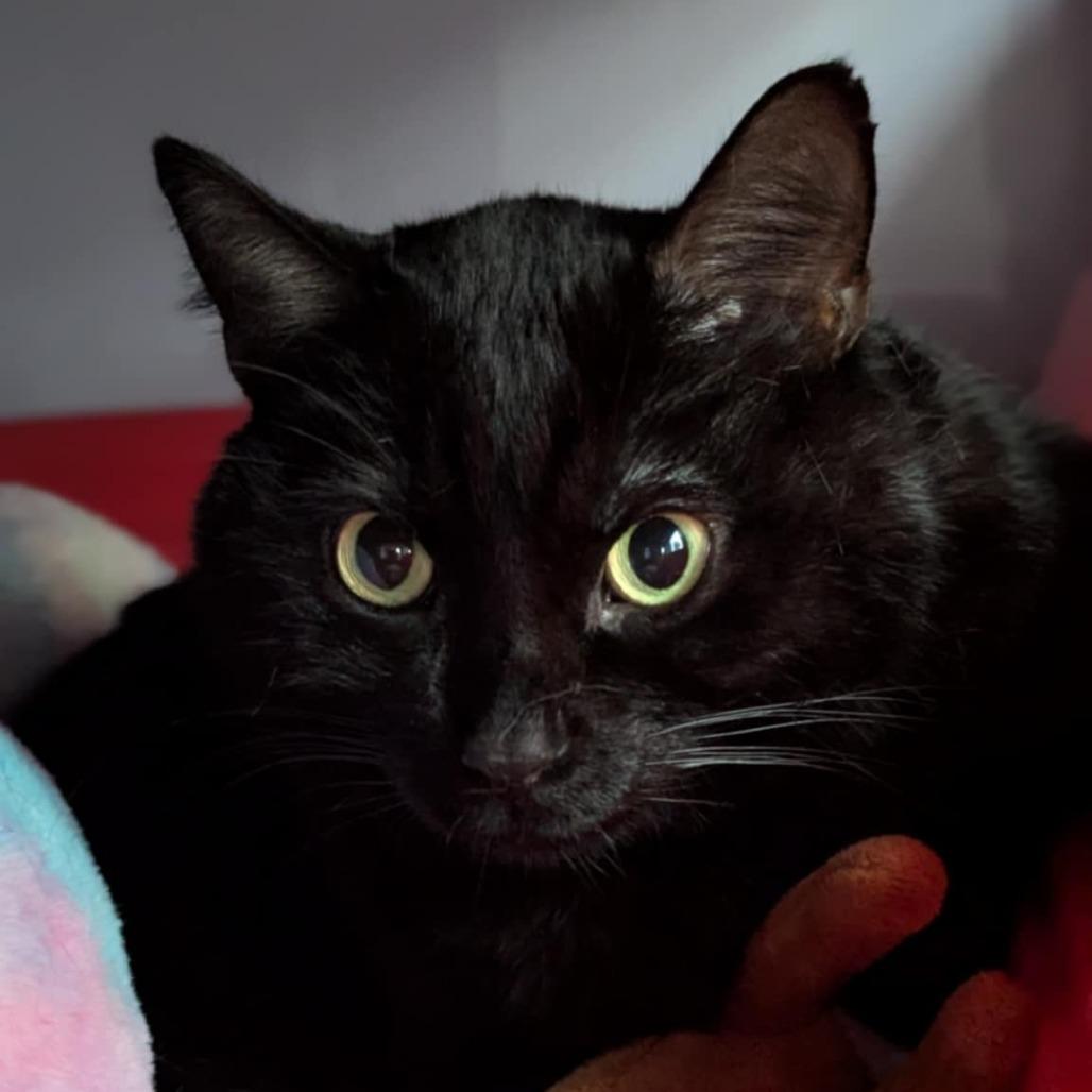 Puddins (Petco), a Adoptable Domestic Short Hair in West Olive, MI image 1/6