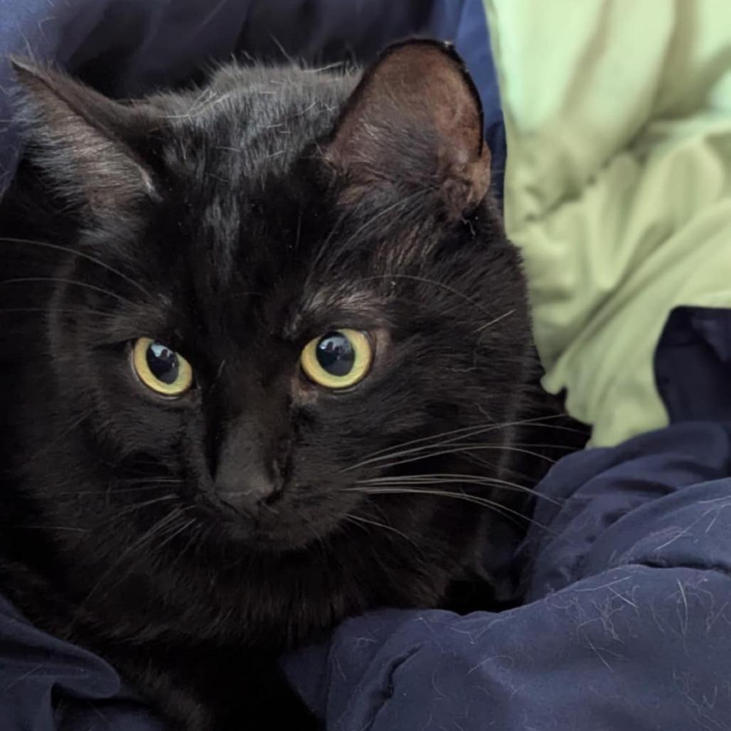 Puddins (Petco), a Adoptable Domestic Short Hair in West Olive, MI image 3/6