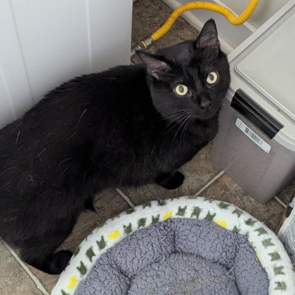 Puddins (Petco), a Adoptable Domestic Short Hair in West Olive, MI image 5/6