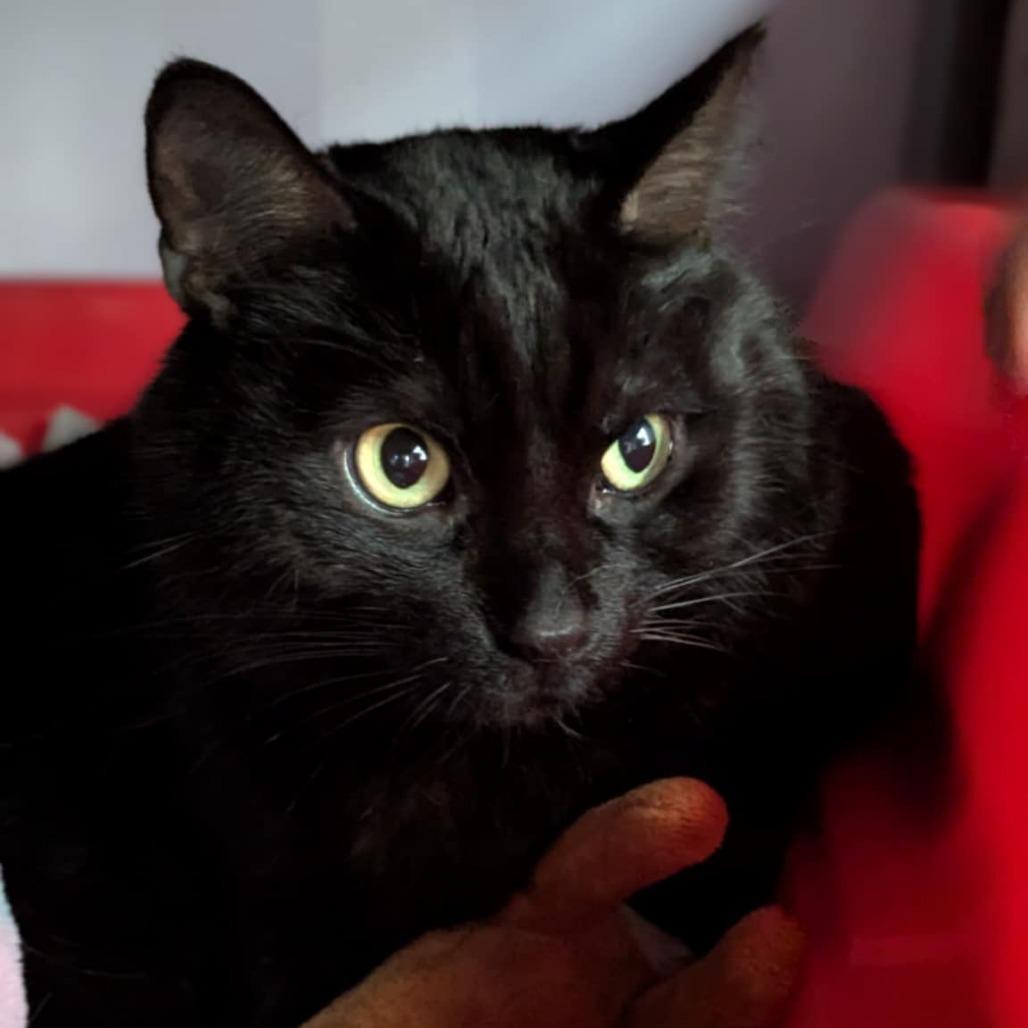 Puddins (Petco), a Adoptable Domestic Short Hair in West Olive, MI image 6/6