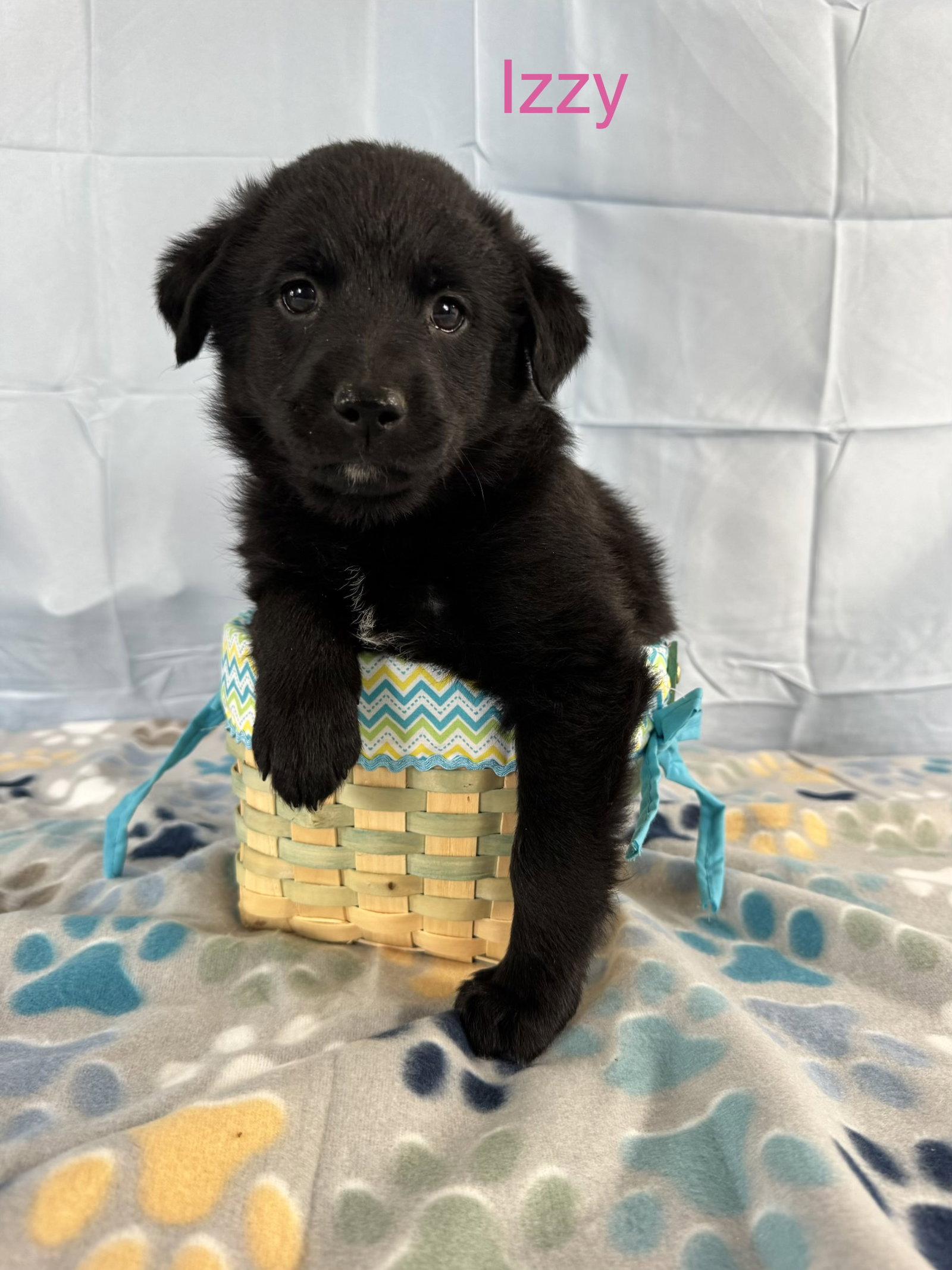 Izzy, Adoptable, Puppy Female Labrador Retriever.