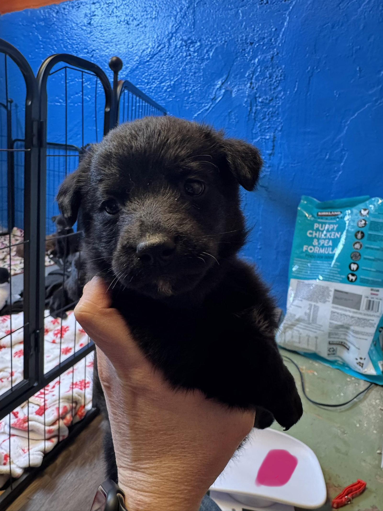 Enlarge Izzy, a Adoptable Labrador Retriever in Duluth, MN image 2/2