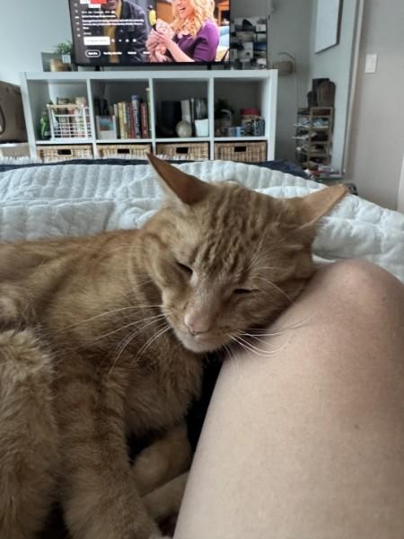 Nacho, a ADOPTABLE American Shorthair in North Bergen, NJ image 5/6