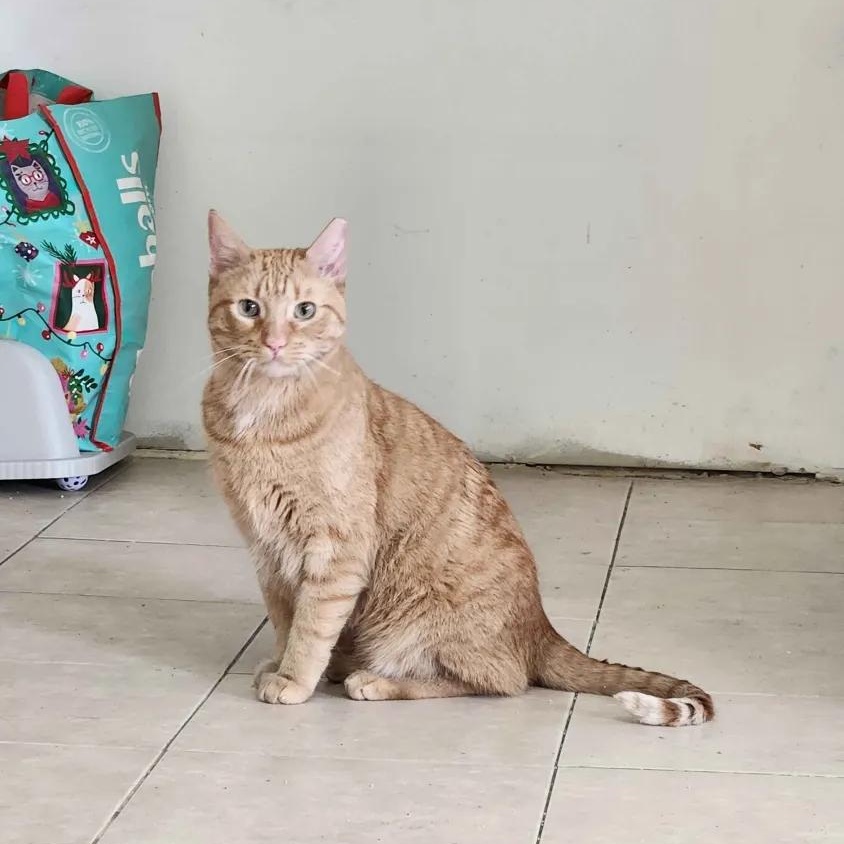 Enlarge Nacho, a ADOPTABLE American Shorthair in Florham Park, NJ image 1/6