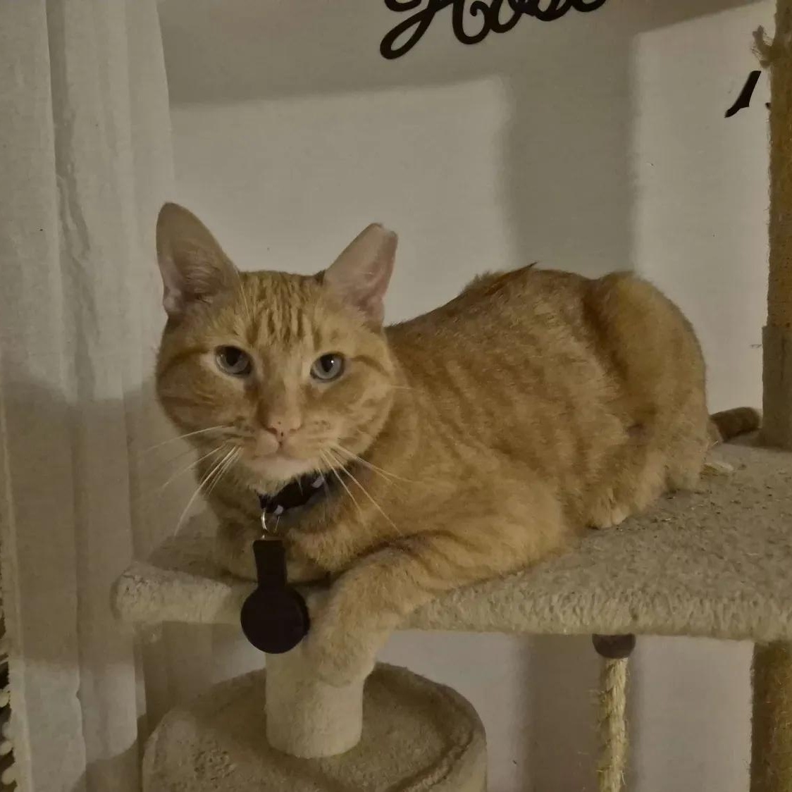 Nacho, a ADOPTABLE American Shorthair in North Bergen, NJ image 4/6