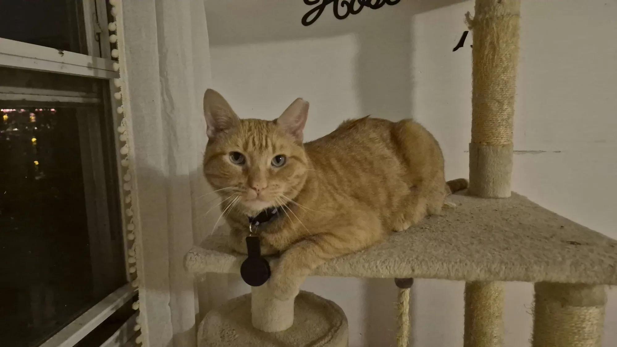 Enlarge Nacho, a ADOPTABLE American Shorthair in Florham Park, NJ image 2/6