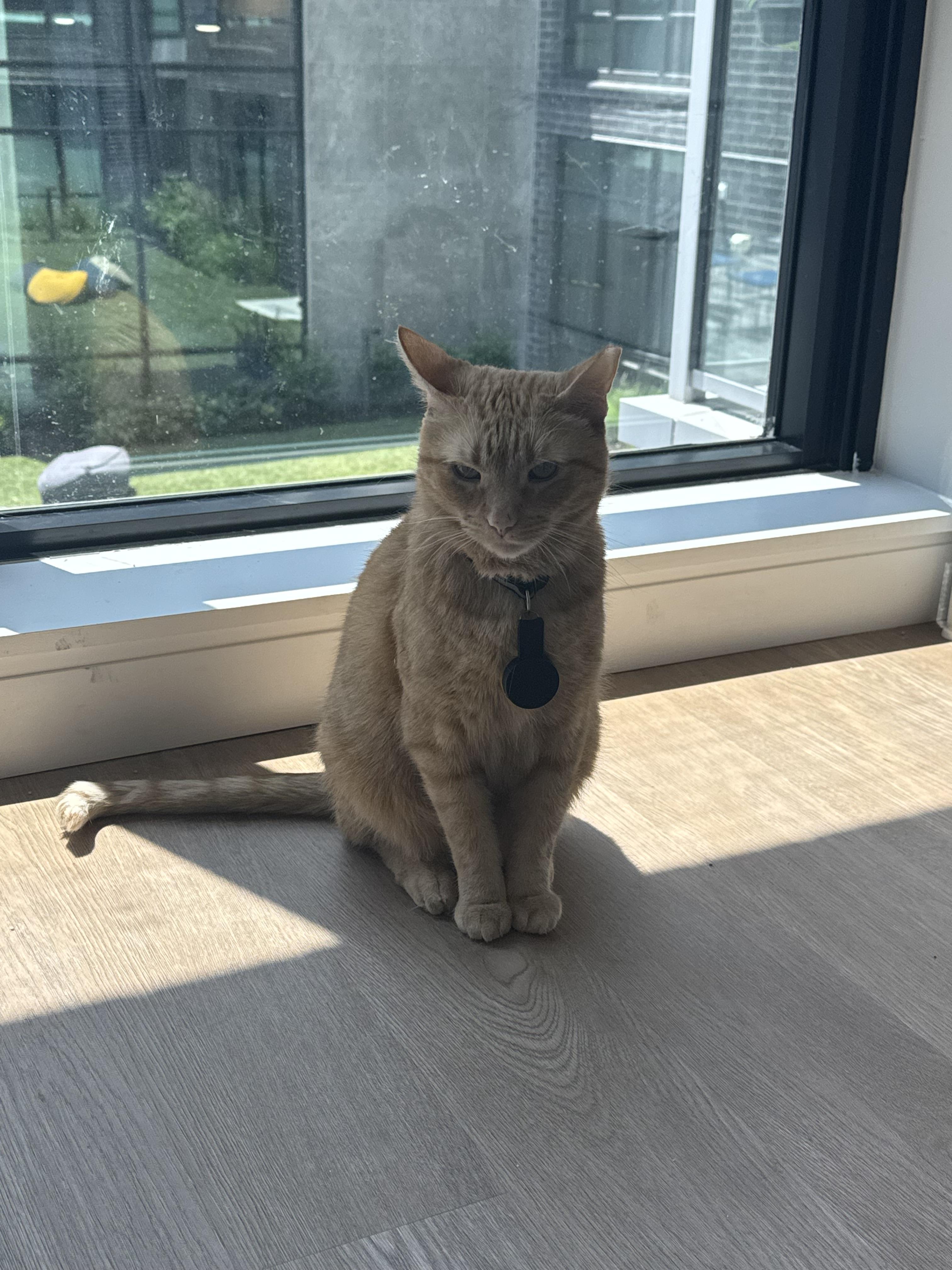 Nacho, ADOPTABLE, Adult Male American Shorthair.