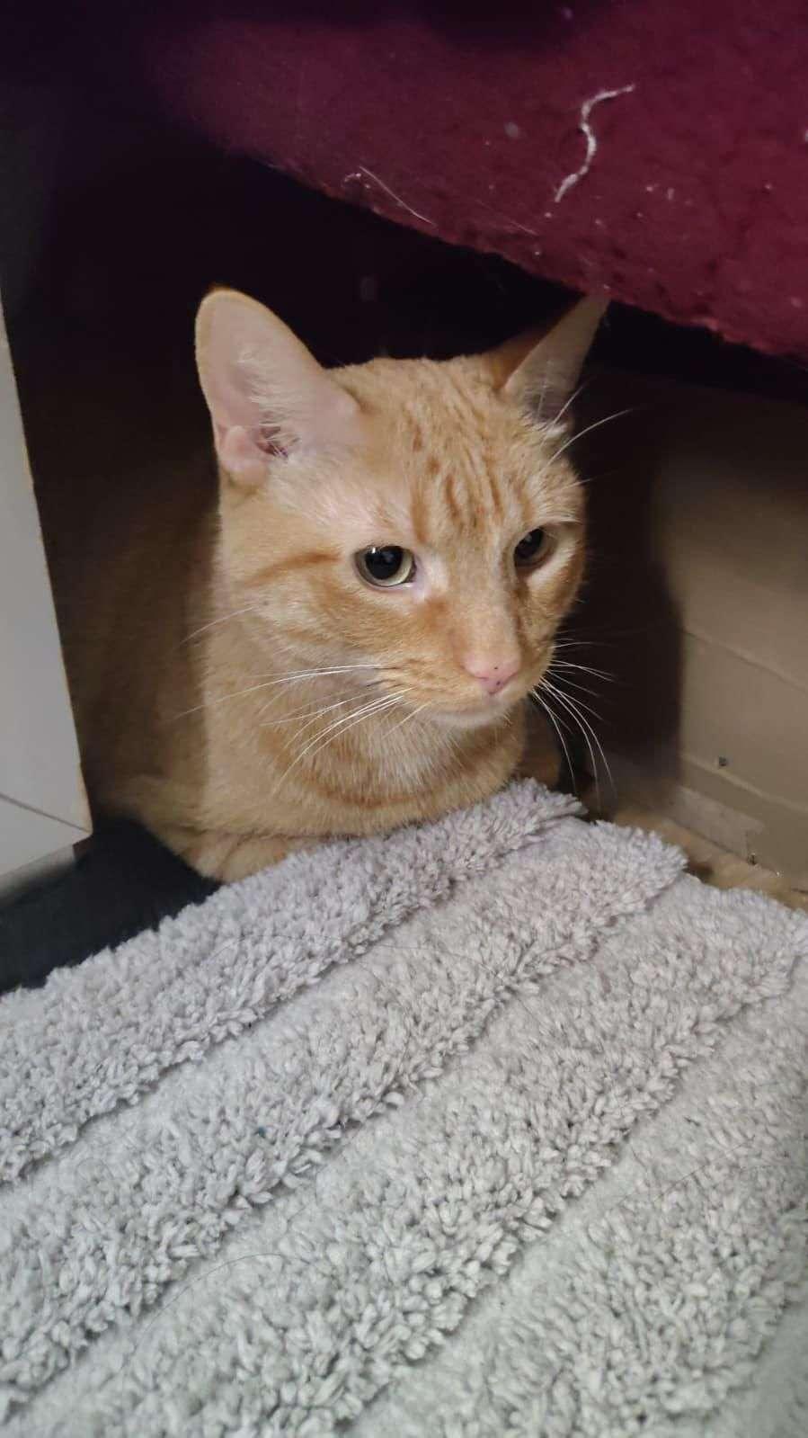 Enlarge Nacho, a ADOPTABLE American Shorthair in Florham Park, NJ image 2/5