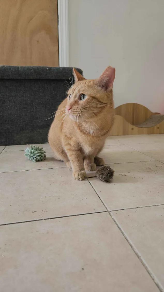 Enlarge Nacho, a ADOPTABLE American Shorthair in Florham Park, NJ image 6/6