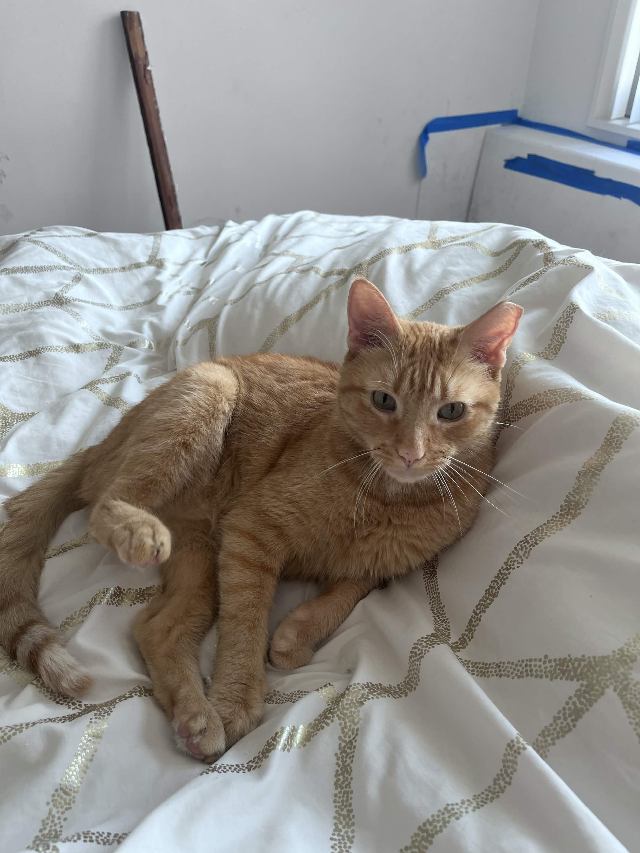 Nacho, ADOPTABLE, Adult Male American Shorthair.