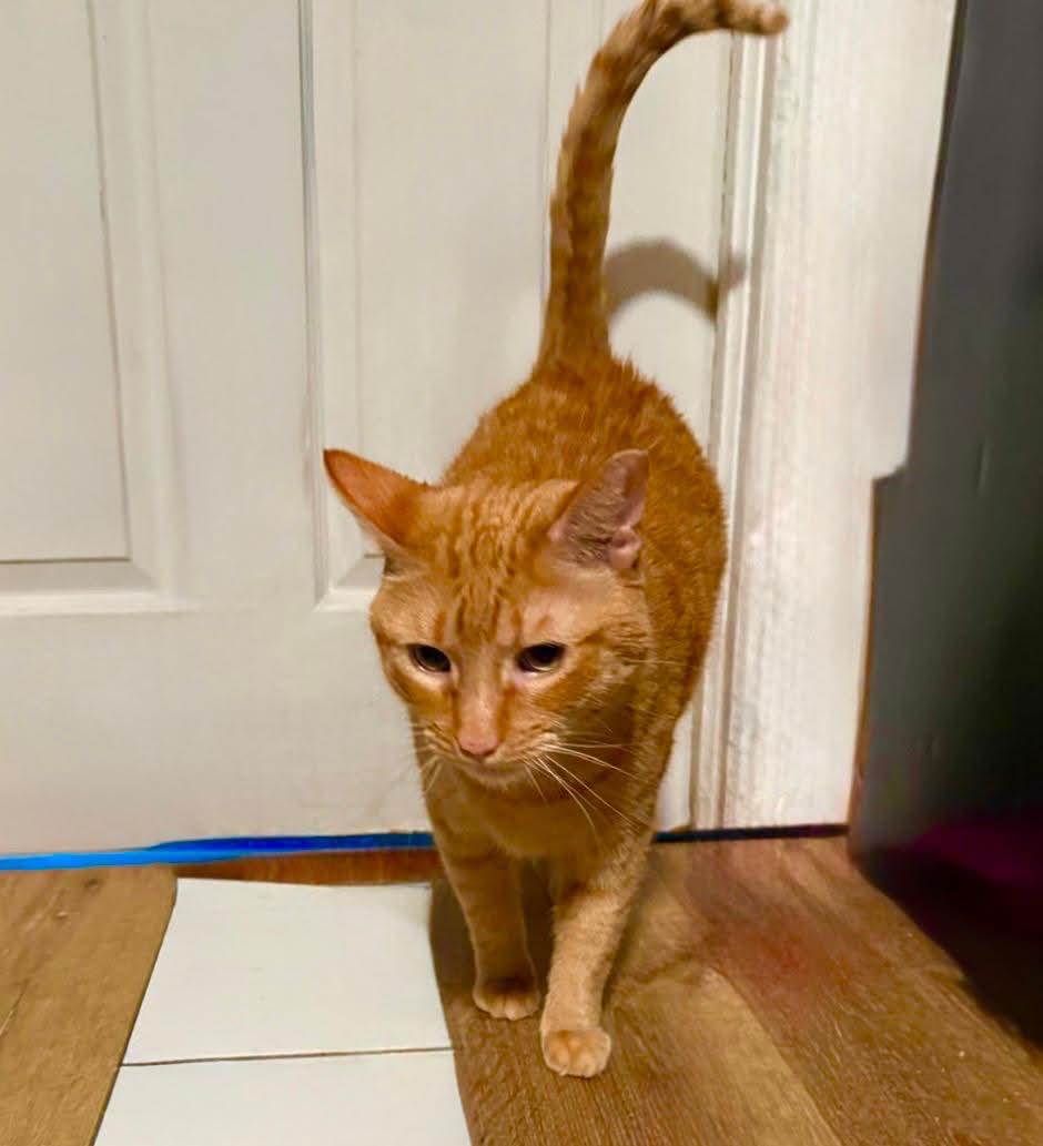 Nacho, ADOPTABLE, Adult Male American Shorthair.