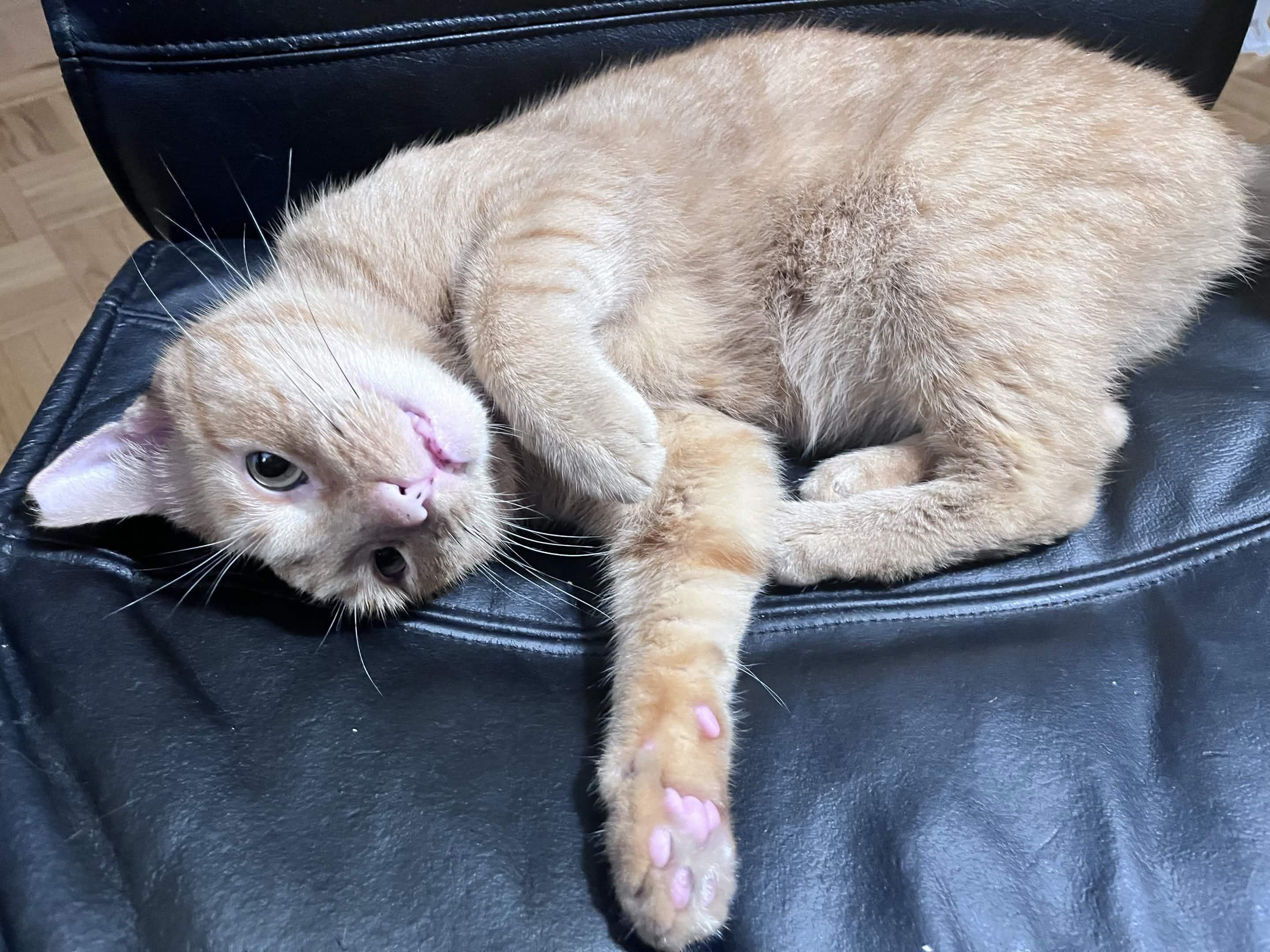 Nacho, a ADOPTABLE American Shorthair in North Bergen, NJ image 3/6
