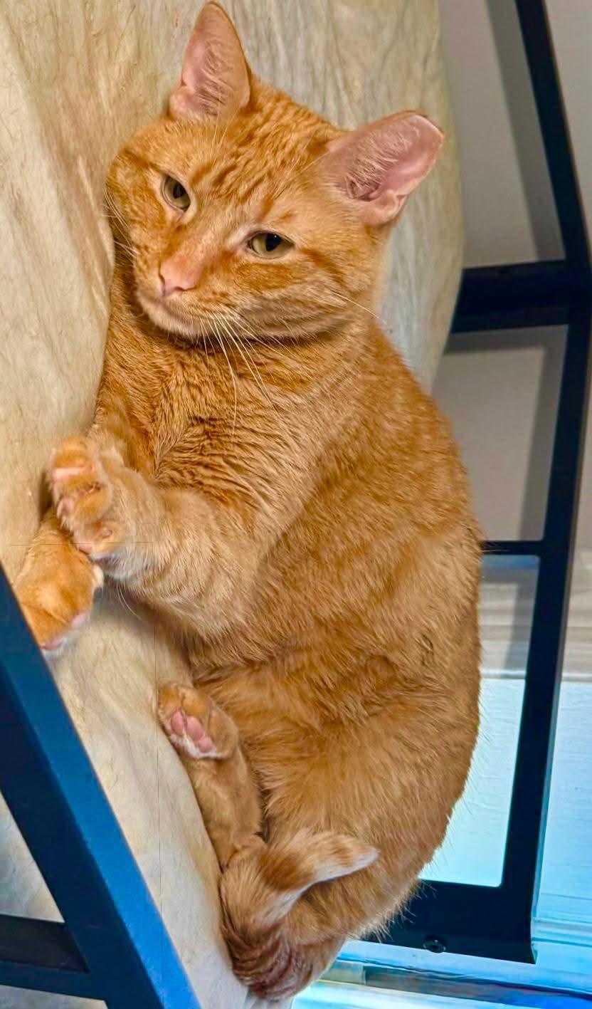 Enlarge Nacho, a ADOPTABLE American Shorthair in Florham Park, NJ image 3/5