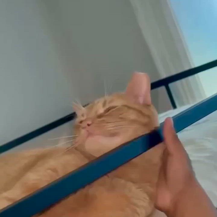 Enlarge Nacho, a ADOPTABLE American Shorthair in Florham Park, NJ video 5/5