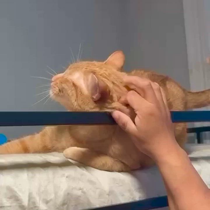 Enlarge Nacho, a ADOPTABLE American Shorthair in Florham Park, NJ video 4/5