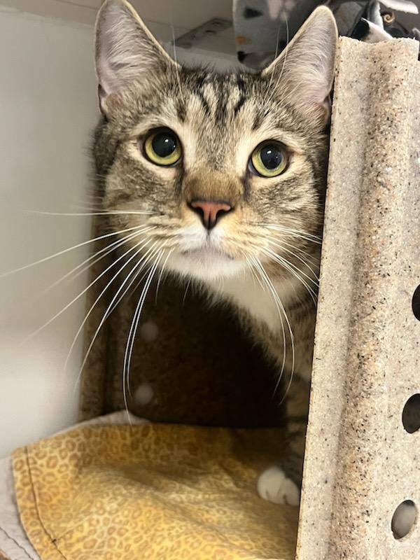 Enlarge Lucky (ID 51591), an adopted Domestic Short Hair in Manassas, VA image 3/3