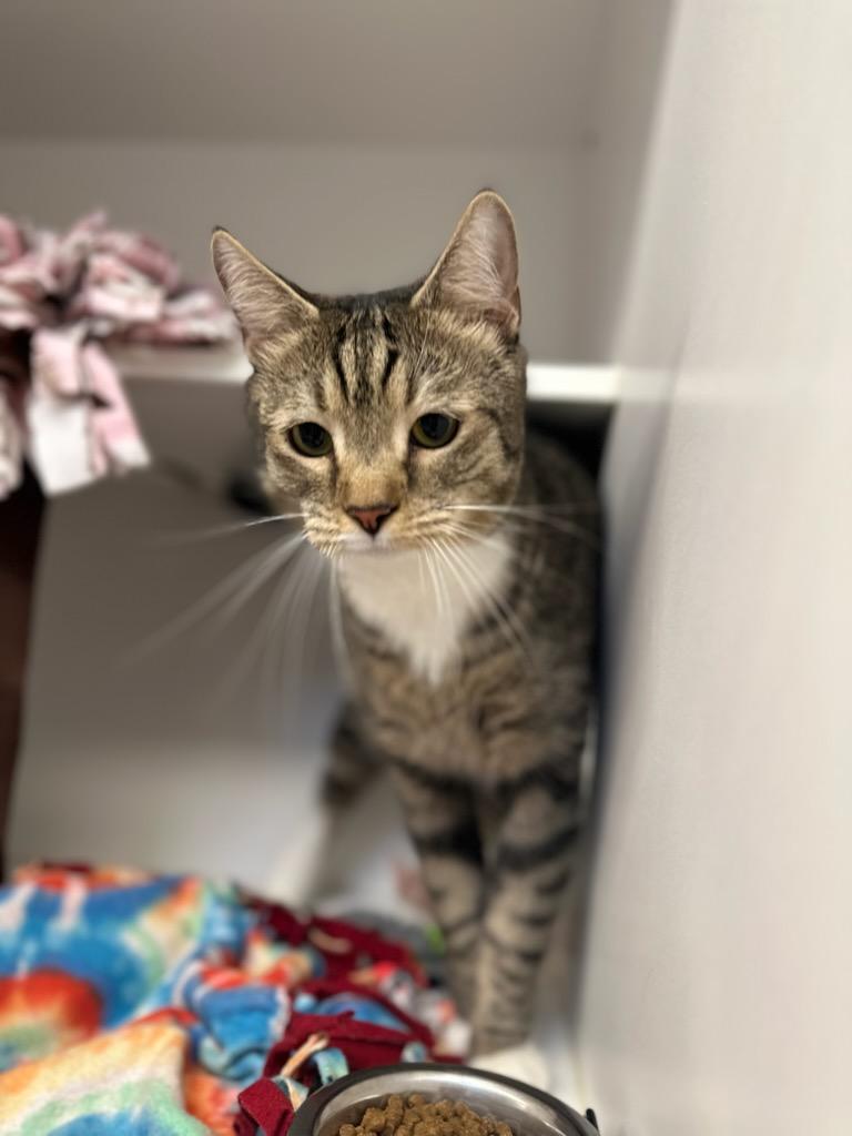 Enlarge Lucky (ID 51591), an adopted Domestic Short Hair in Manassas, VA image 2/3