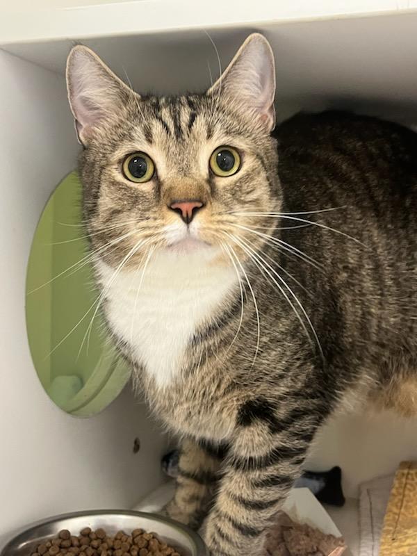 Enlarge Lucky (ID 51591), an adopted Domestic Short Hair in Manassas, VA image 1/3