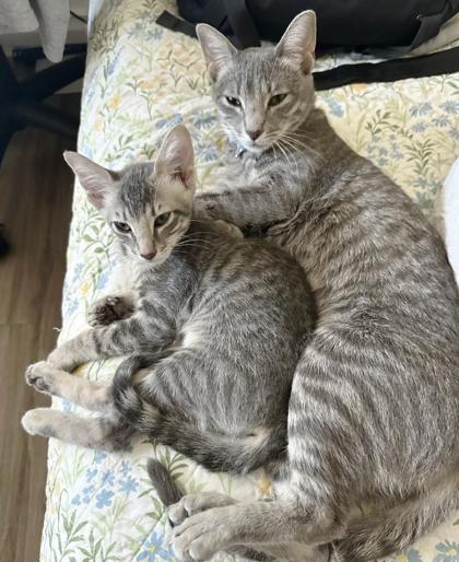 Sadie, Adoptable, Adult Female Domestic Short Hair & Domestic Short Hair.