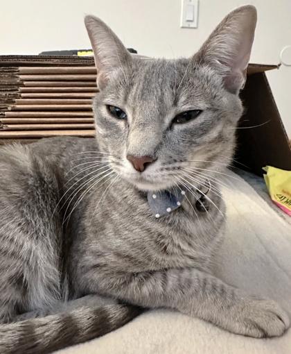 Sadie, Adoptable, Adult Female Domestic Short Hair & Domestic Short Hair.