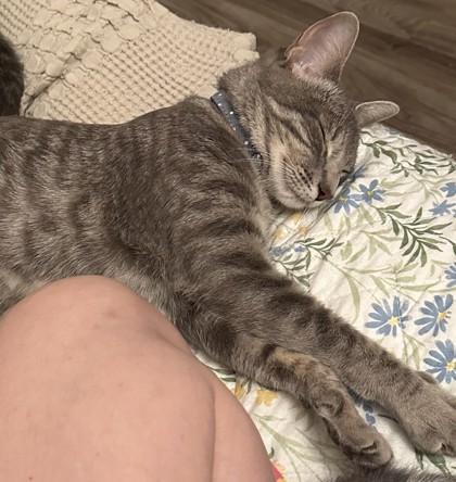 Sadie, a Adoptable mixed breed in Encinitas, CA image 2/3