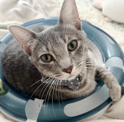 Enlarge Sadie, a Adoptable mixed breed in Encinitas, CA image 3/3