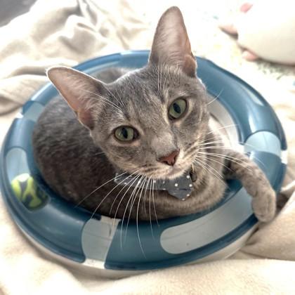 Sadie, a Adoptable mixed breed in Encinitas, CA image 3/3