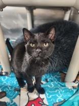 Selma, ADOPTABLE, Young Female Domestic Short Hair.