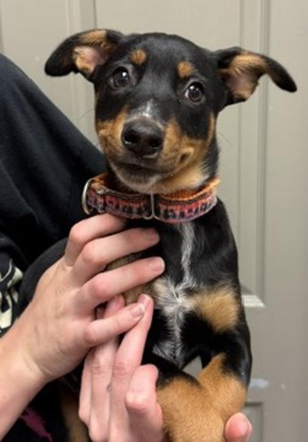 Enlarge Trina, a Adoptable mixed breed in Littleton, CO image 1/1
