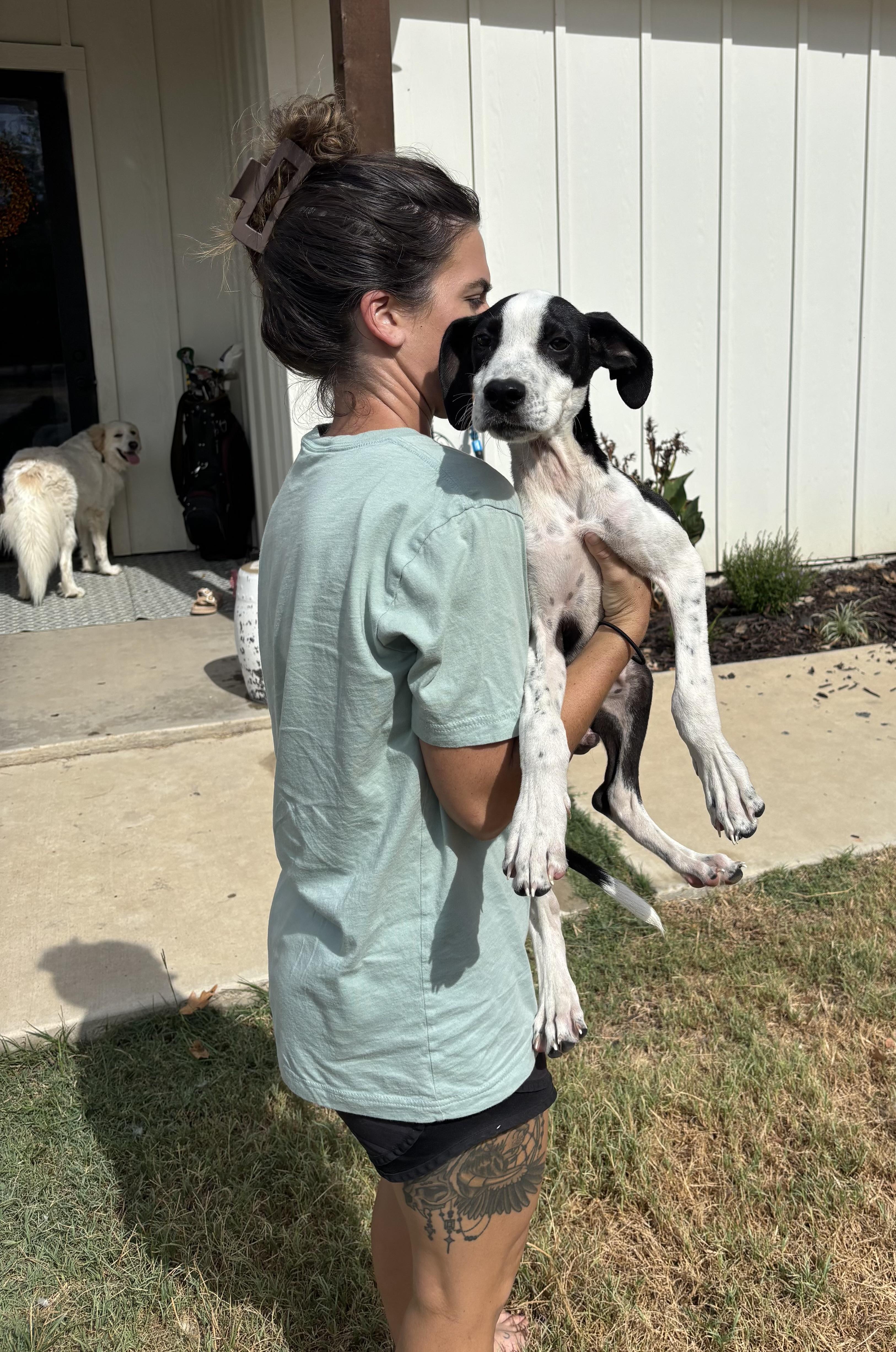 Enlarge Tank, an adopted mixed breed in Rowlett, TX image 3/4