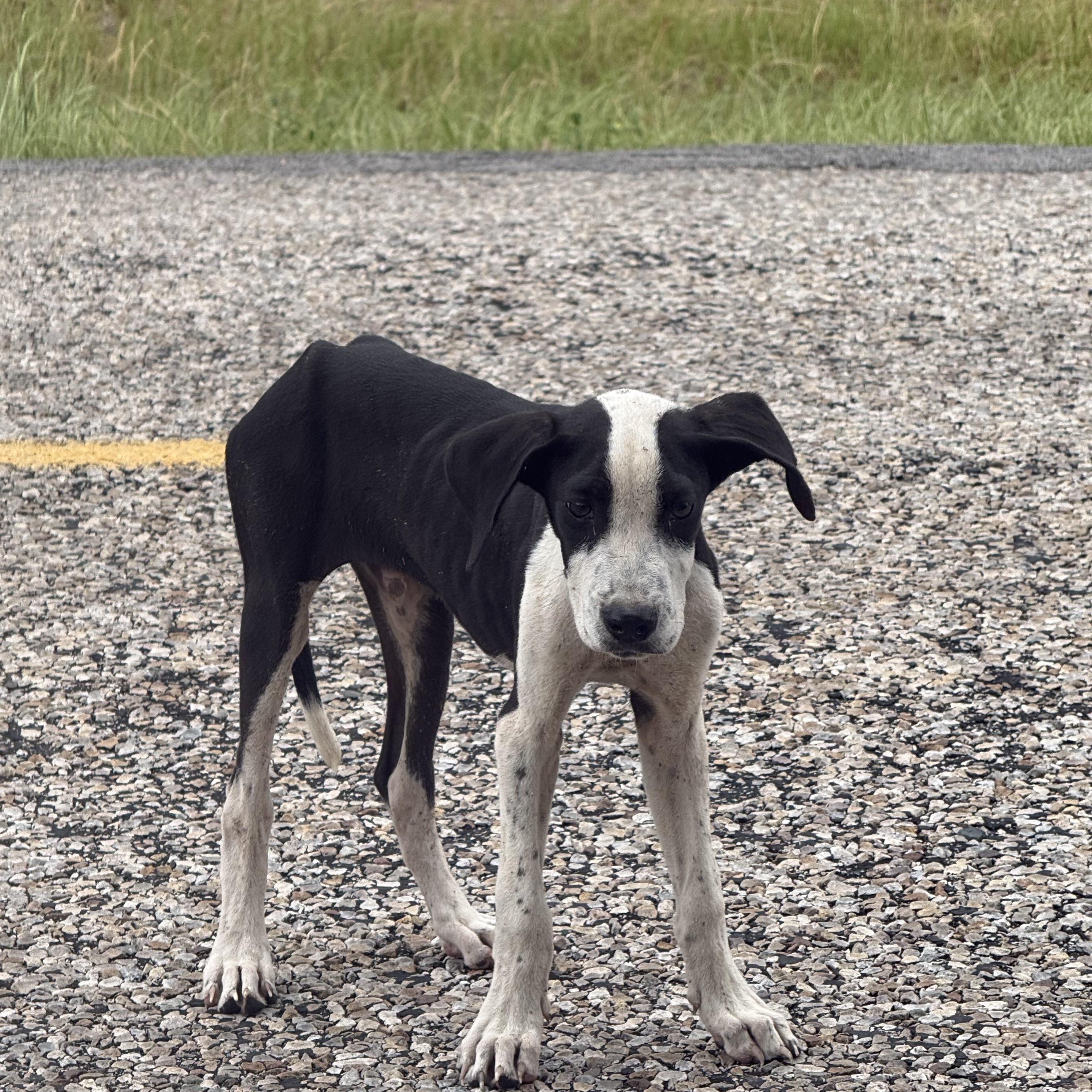 Enlarge Tank, an adopted mixed breed in Rowlett, TX image 1/4