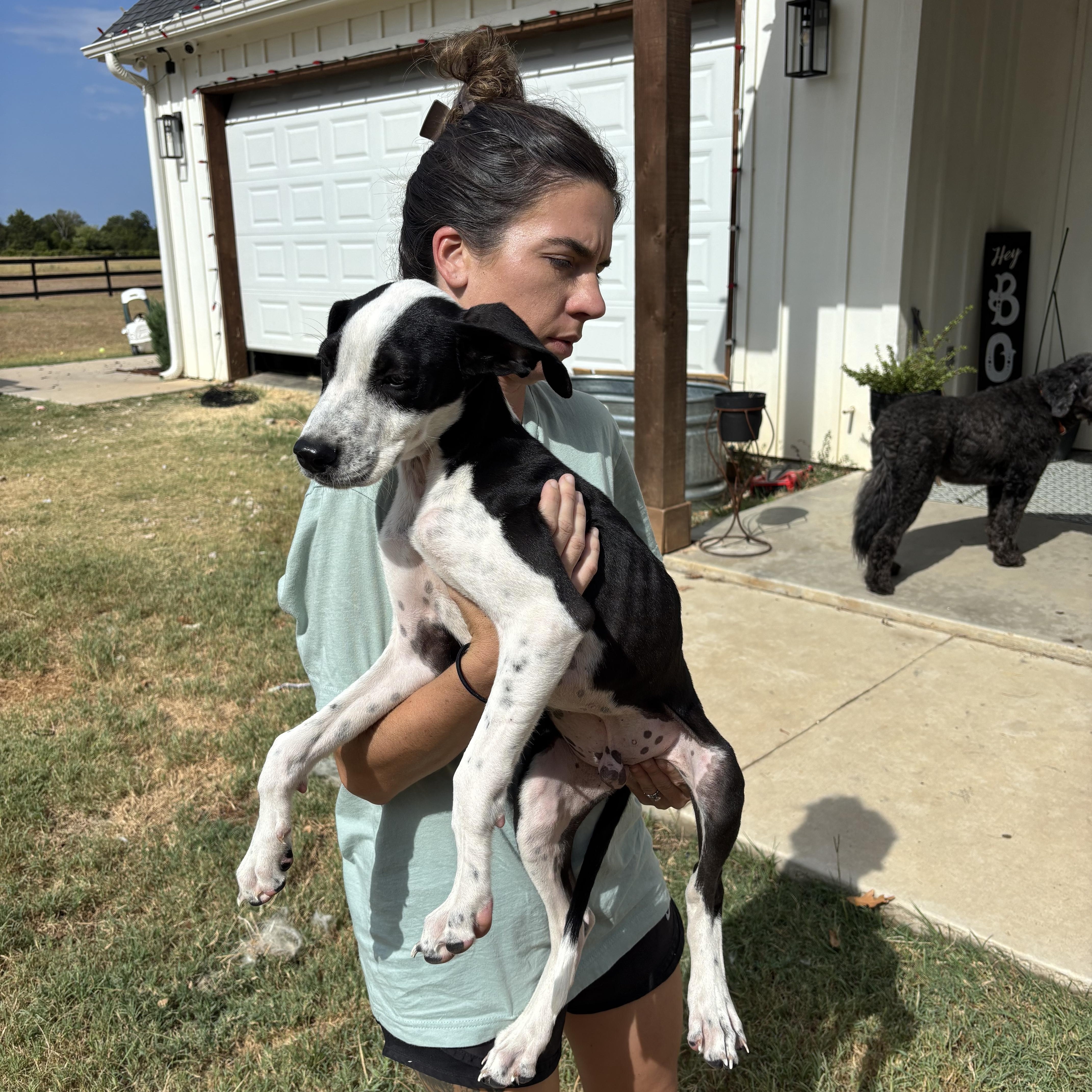 Enlarge Tank, an adopted mixed breed in Rowlett, TX image 4/4