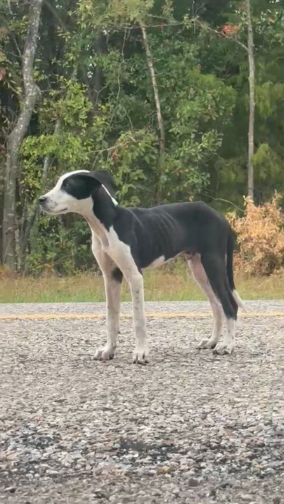 Enlarge Tank, an adopted mixed breed in Rowlett, TX video 2/4