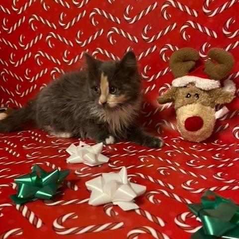 Enlarge Cinder, a Adoptable Domestic Long Hair in Chehalis, WA image 1/1